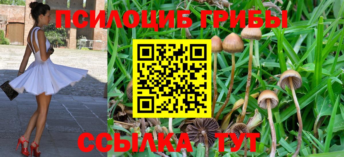 Галлюциногенные грибы Cubensis Камышлов